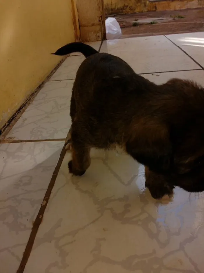 Cachorro ra a Acredito que seja vira-lata  idade Abaixo de 2 meses nome Não tem nome ainda