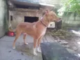 simba