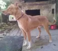 simba