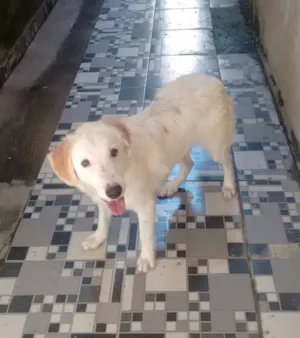 Cachorro raça Labrador com Vira-lata idade 7 a 11 meses nome Apolo