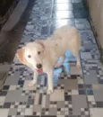 Apolo