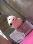 Apolo