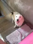 Apolo