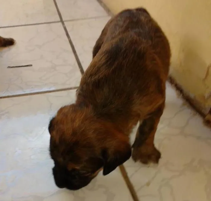 Cachorro ra a Acredito que seja vira-lata  idade Abaixo de 2 meses nome Não tem nome ainda