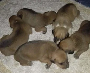 Cachorro raça vira lata idade Abaixo de 2 meses nome família sophi