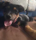 Laika