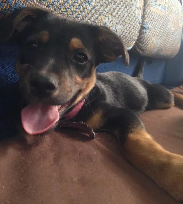Cachorro ra a Vira-lata  idade 2 a 6 meses nome Laika