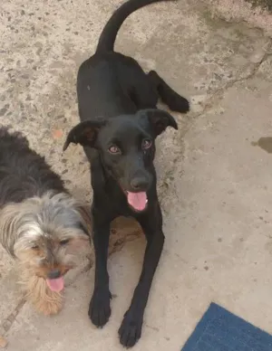 Cachorro raça Vira lata idade 7 a 11 meses nome Pretinha