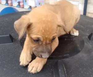Cachorro raça  idade 2 a 6 meses nome hercules