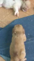 Nao tem ainda.