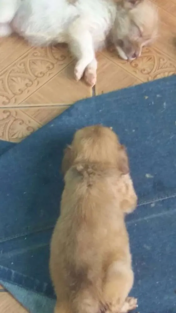 Cachorro ra a Desconhecida idade Abaixo de 2 meses nome Nao tem ainda.