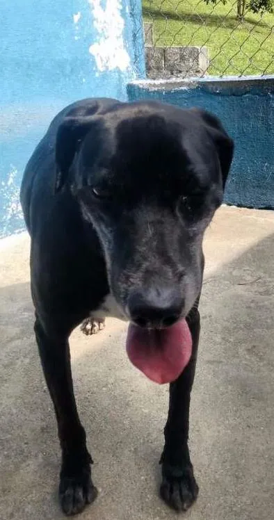 Cachorro ra a SRD idade  nome NEGÃO
