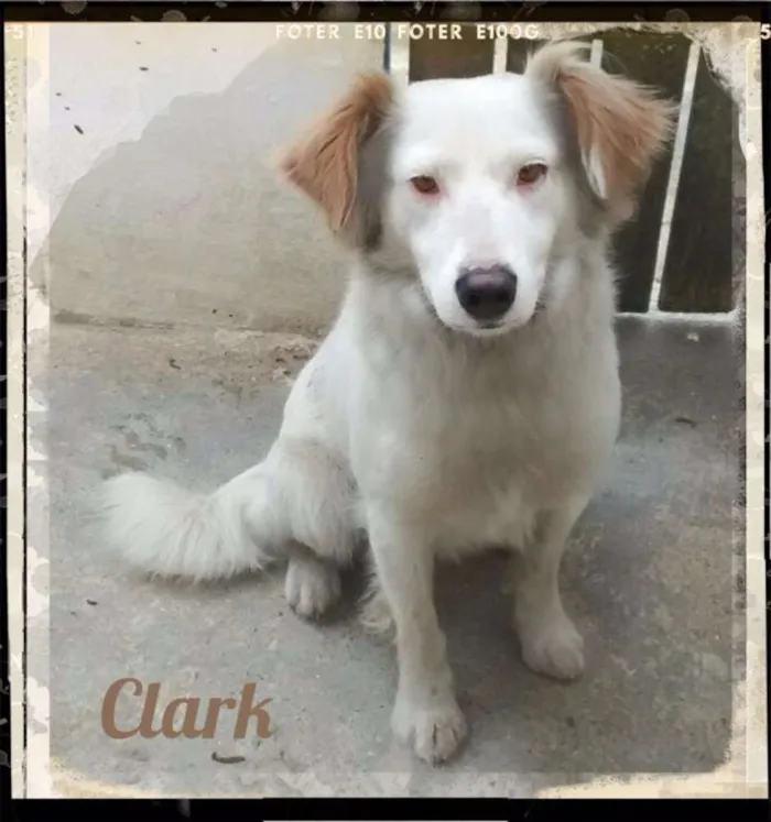 Cachorro ra a SRD idade 2 anos nome CLARK