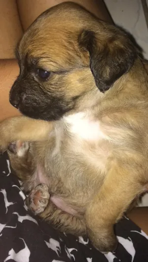 Cachorro raça Acredito que seja vira-lata  idade Abaixo de 2 meses nome Não tem nome ainda