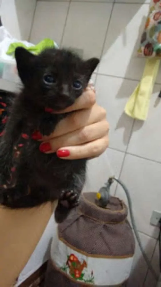 Gato ra a srd idade Abaixo de 2 meses nome lulu