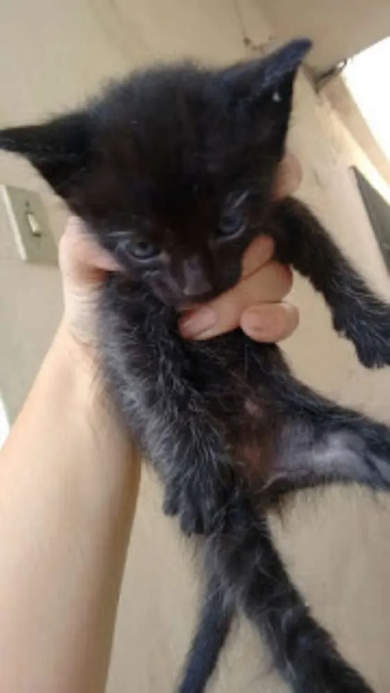 Gato ra a srd idade Abaixo de 2 meses nome lulu