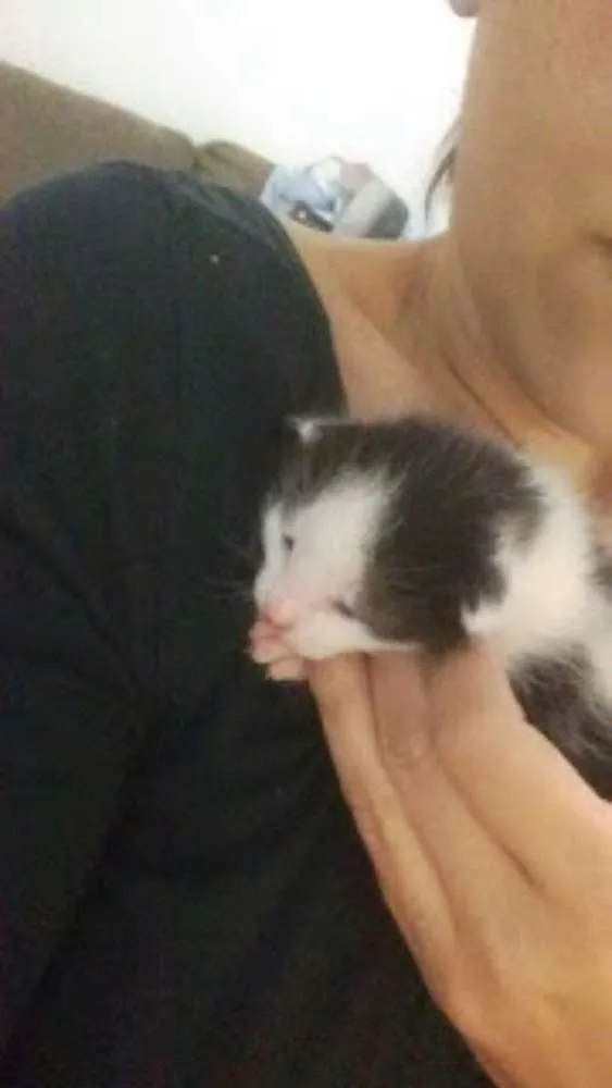 Gato ra a srd idade Abaixo de 2 meses nome Lolo 