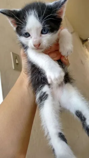 Gato raça srd idade Abaixo de 2 meses nome Lolo 