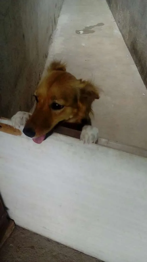 Cachorro raça Indefinida idade 1 ano nome Jinx