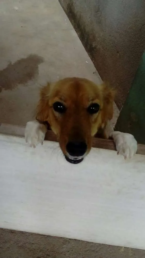 Cachorro raça Indefinida idade 1 ano nome Jinx
