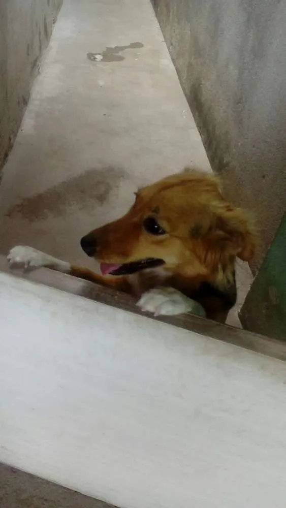 Cachorro raça Indefinida idade 1 ano nome Jinx