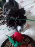 Gatinhos