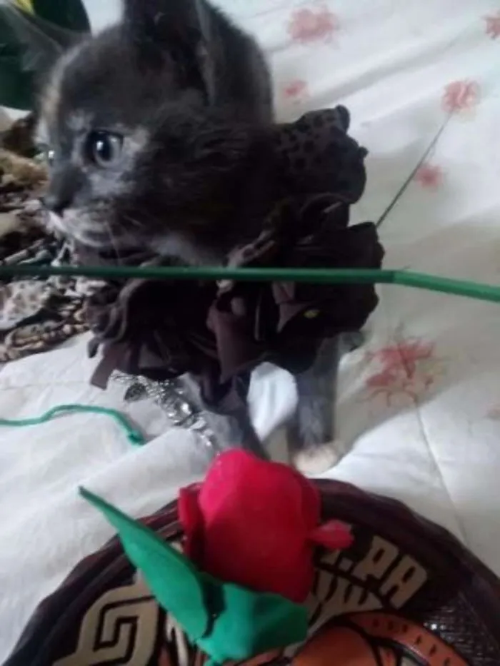 Gato ra a gatinhos idade Abaixo de 2 meses nome Gatinhos
