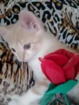Gatinhos