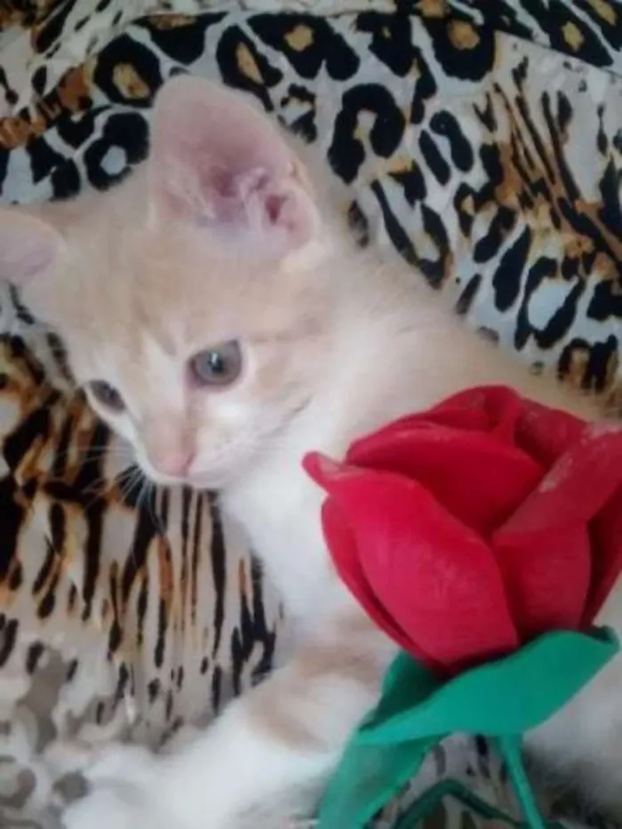 Gato ra a gatinhos idade Abaixo de 2 meses nome Gatinhos