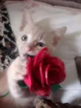 Gatinhos