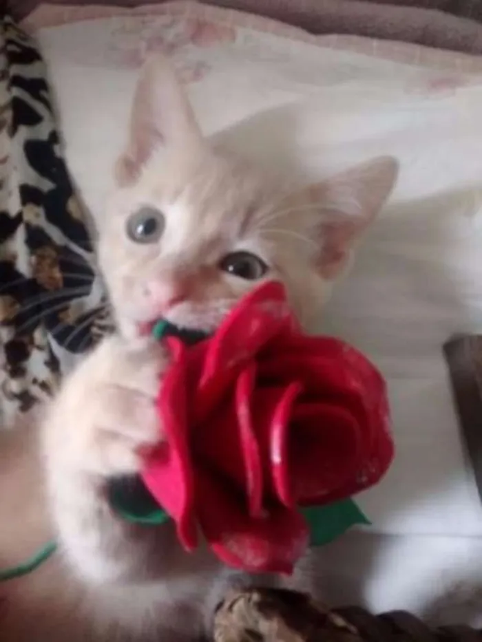 Gato ra a gatinhos idade Abaixo de 2 meses nome Gatinhos