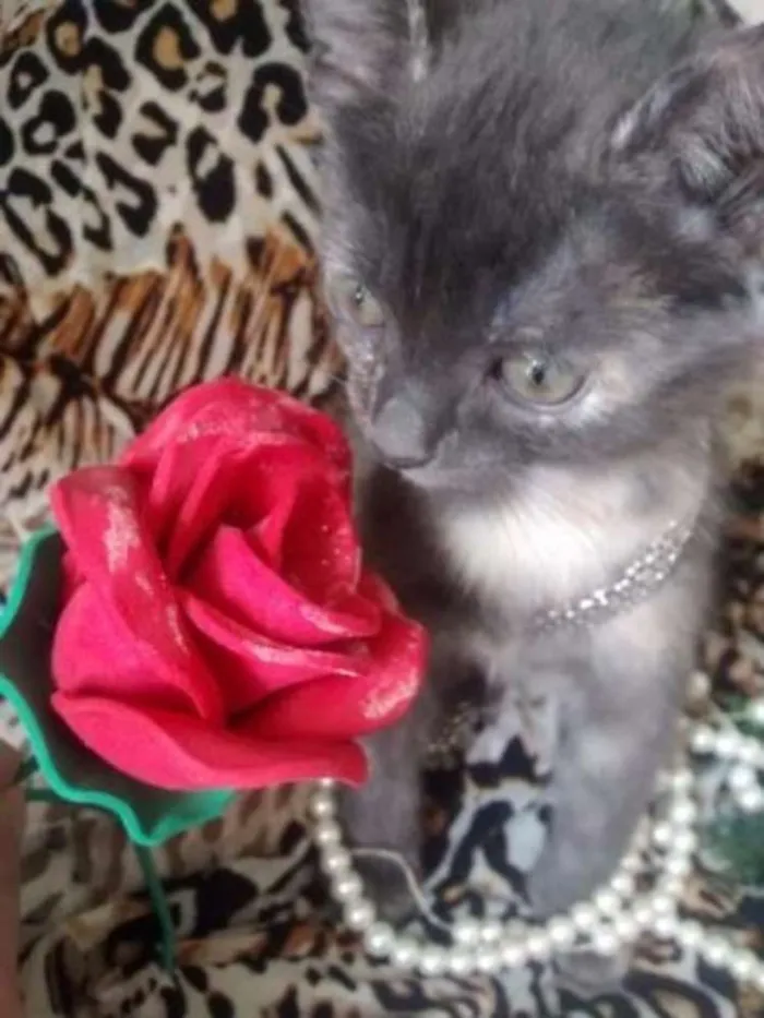 Gato ra a gatinhos idade Abaixo de 2 meses nome Gatinhos