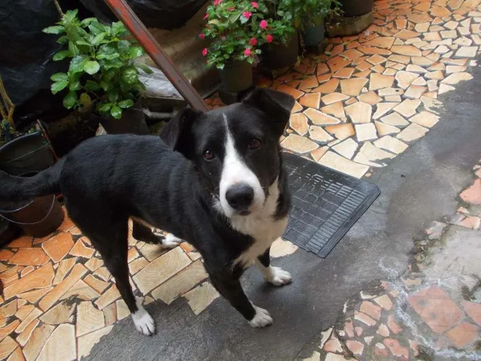Cachorro ra a SRD idade 4 anos nome Negão