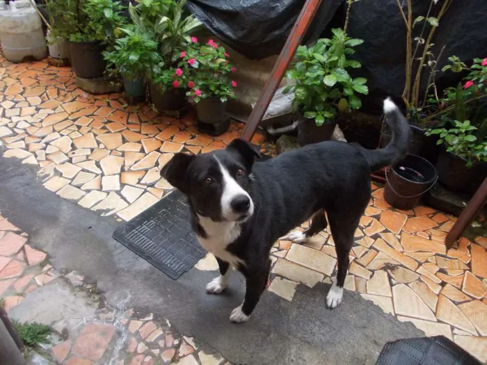 Cachorro ra a SRD idade 4 anos nome Negão