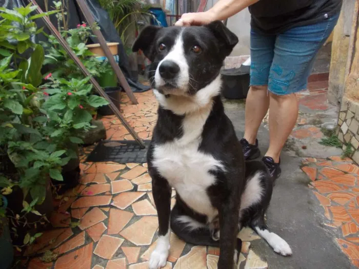 Cachorro ra a SRD idade 4 anos nome Negão