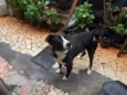 Negão