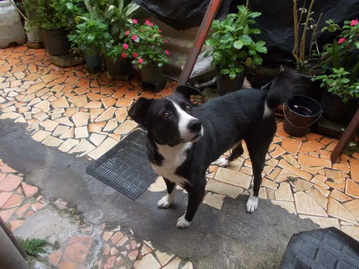 Cachorro ra a SRD idade 4 anos nome Negão