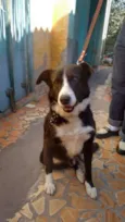 Negão