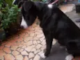 Negão