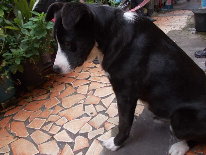 Cachorro ra a SRD idade 4 anos nome Negão
