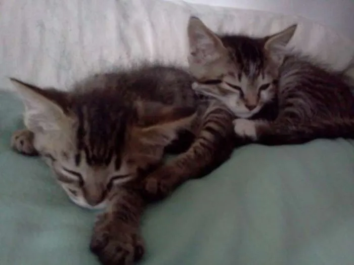 Gato raça SRD idade Abaixo de 2 meses nome Finn e Jake