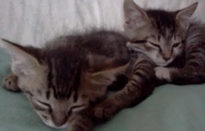 Gato raça SRD idade Abaixo de 2 meses nome Finn e Jake