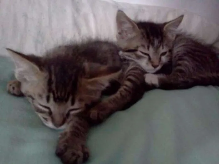 Gato raça SRD idade Abaixo de 2 meses nome Finn e Jake