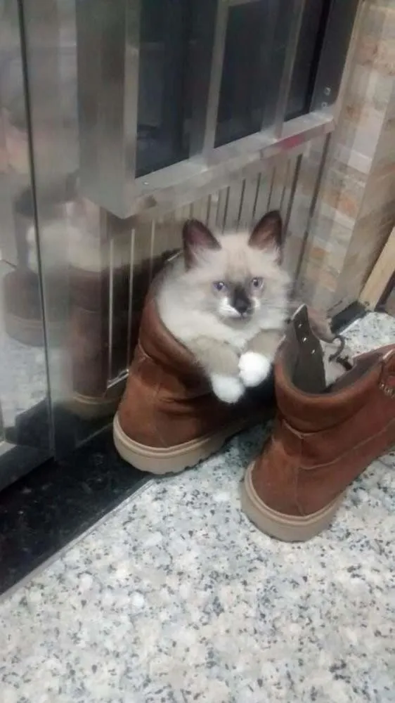 Gato raça Ragdoll/siames idade 2 a 6 meses nome Maluquinho