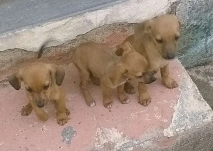 Cachorro ra a Vira lata  idade 2 a 6 meses nome Sem nome