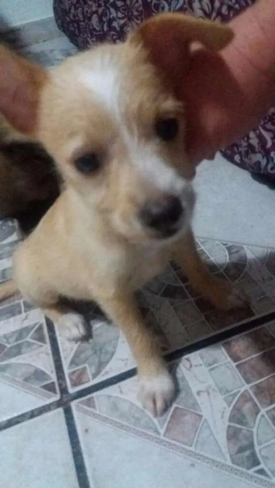 Cachorro ra a Viralata idade 2 a 6 meses nome ainda não possui