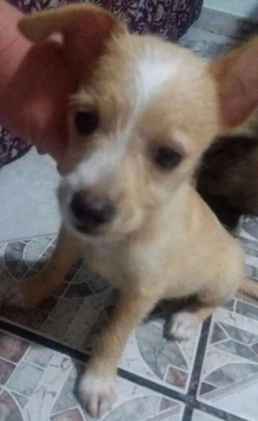 Cachorro ra a Viralata idade 2 a 6 meses nome ainda não possui