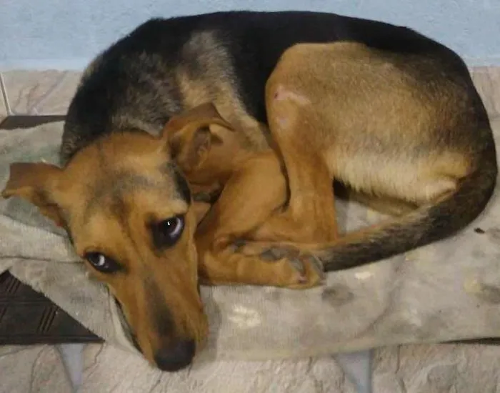 Cachorro ra a Vira lata idade 7 a 11 meses nome ...........