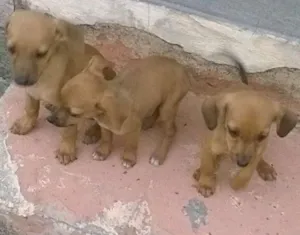 Cachorro raça Vira lata  idade 2 a 6 meses nome Sem nome