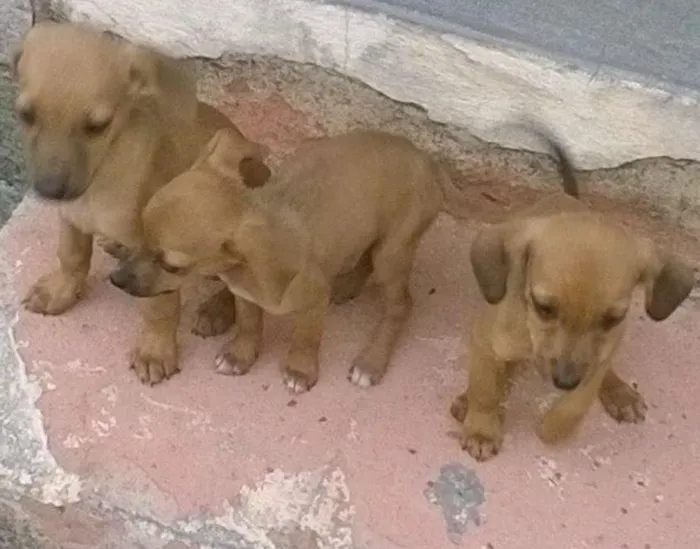 Cachorro ra a Vira lata  idade 2 a 6 meses nome Sem nome